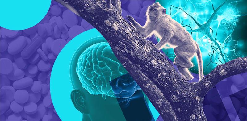  צילום:  הביומד / עיצוב: טלי בוגדנובסקי, צילומים: Shutterstock