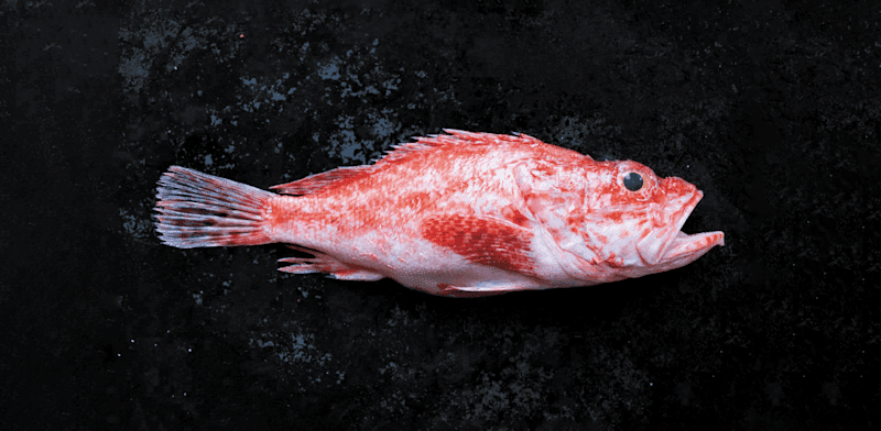 מתוך הספר ''52 שבועות 52 דגים'' / צילום: תומר אפלבאום