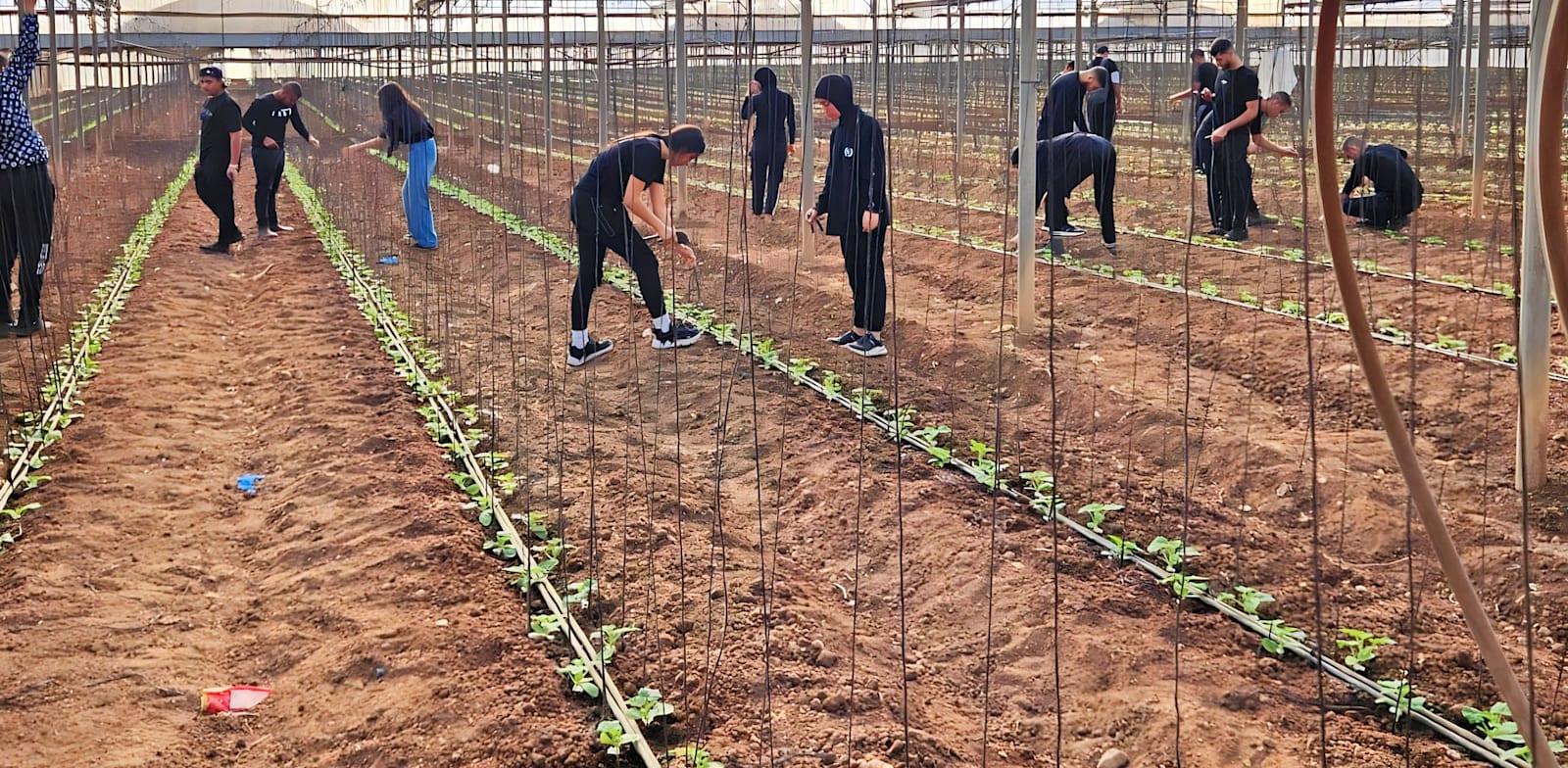 בני נוער מתנדבים במשק חקלאי בזמן המלחמה. מהסקר עולה שרבים מהצעירים מאמינים בחוזקה של המדינה / צילום: יח''צ בני נוער מתנדבים במשק חקלאי בזמן המלחמה. מהסקר עולה שרבים מהצעירים מאמינים בחוזקה של המדינה / צילום: יח''צ