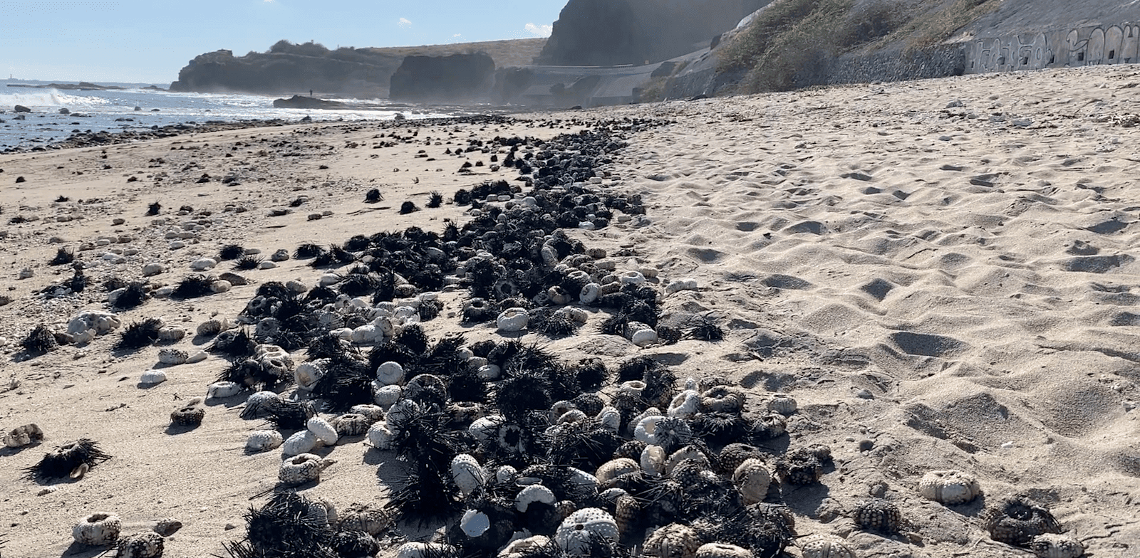 תמותה של קיפודי ים באי ריוניון / צילום: אוניברסיטת תל אביב תמותה של קיפודי ים באי ריוניון / צילום: אוניברסיטת תל אביב