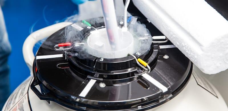 זרע בתא הקפאה / צילום: Shutterstock, Anamaria Mejia זרע בתא הקפאה / צילום: Shutterstock, Anamaria Mejia