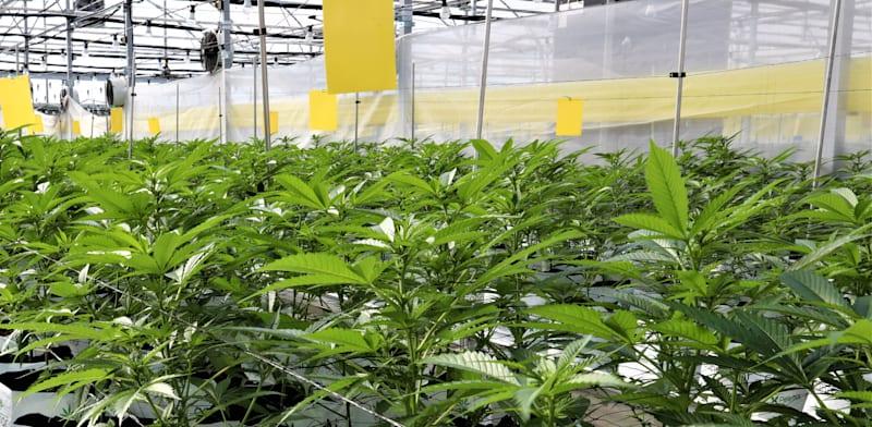 צילום: לגידול קנאביס רפואי / אילוסטרציה: Shutterstock צילום: לגידול קנאביס רפואי / אילוסטרציה: Shutterstock