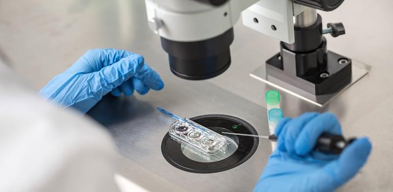 הפריה חוץ-גופית במעבדה / צילום: Shutterstock, bezikus הפריה חוץ-גופית במעבדה / צילום: Shutterstock, bezikus