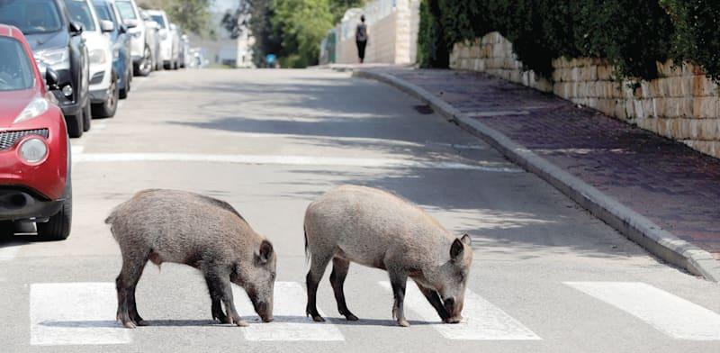 חזירי בר בחיפה / צילום: Ronen Zvulun חזירי בר בחיפה / צילום: Ronen Zvulun