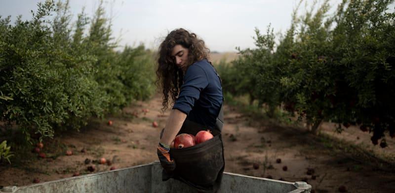 משק חקלאות ישראלי / צילום: ap, Maya Alleruzzo משק חקלאות ישראלי / צילום: ap, Maya Alleruzzo