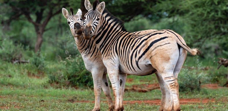 קואגות מתקשרות אחת עם השניה בפארק הלאומי מוקלה, היכן שנמצא הפרויקט הייחודי להחזרת הקואגה / צילום: Shutterstock, Louis Lotter Photography קואגות מתקשרות אחת עם השניה בפארק הלאומי מוקלה, היכן שנמצא הפרויקט הייחודי להחזרת הקואגה / צילום: Shutterstock, Louis Lotter Photography