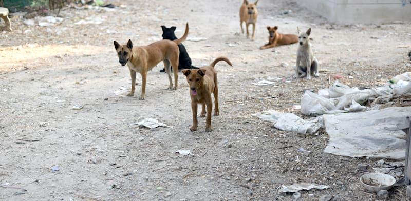 כלבים משוטטים / צילום: Shutterstock כלבים משוטטים / צילום: Shutterstock