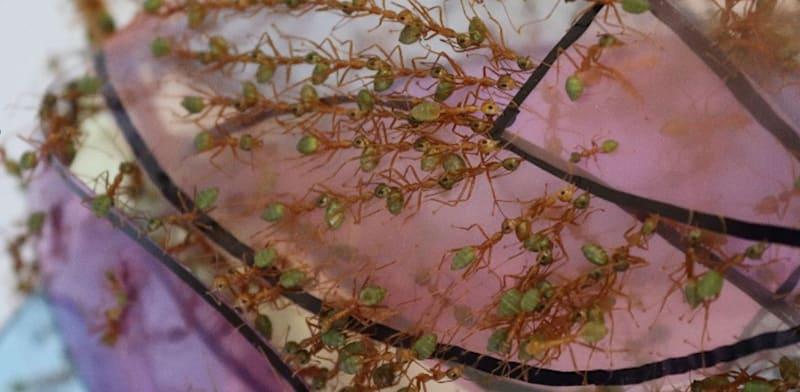 נמלים אורגות. בונות יחד בית / צילום: באדיבות פרופ' עופר פיינרמן נמלים אורגות. בונות יחד בית / צילום: באדיבות פרופ' עופר פיינרמן